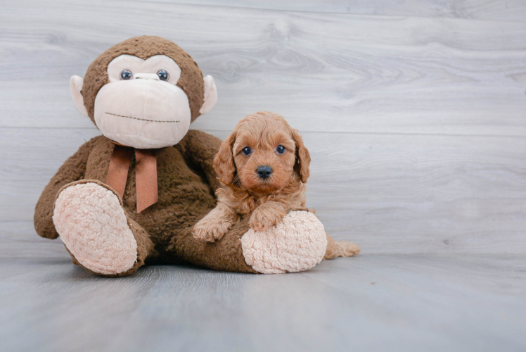 Energetic Cavoodle Poodle Mix Puppy