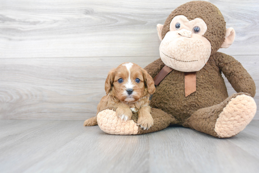 Cavapoo Puppy for Adoption