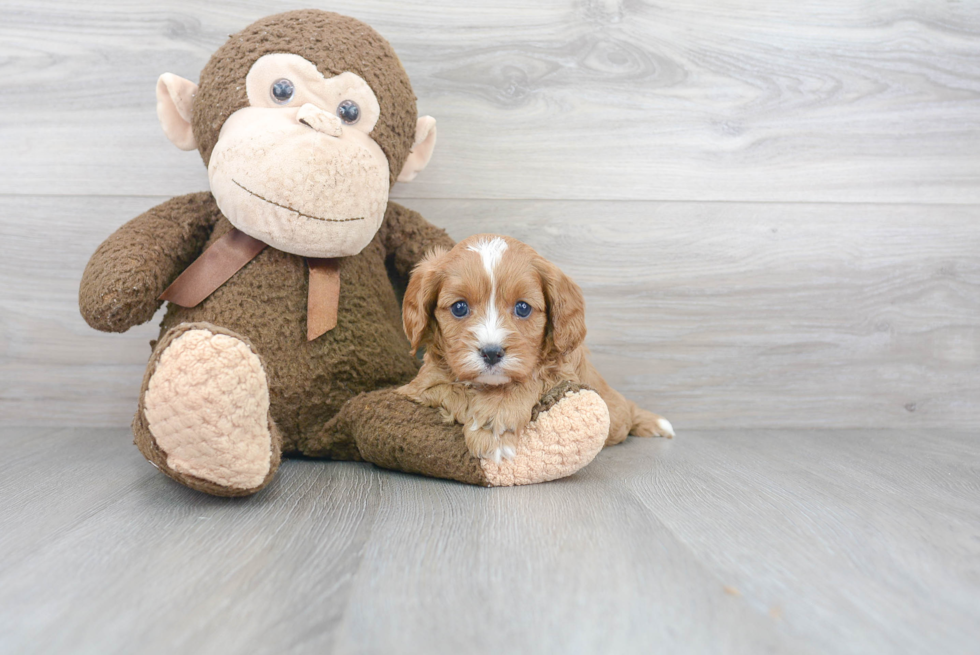 Cavapoo Pup Being Cute