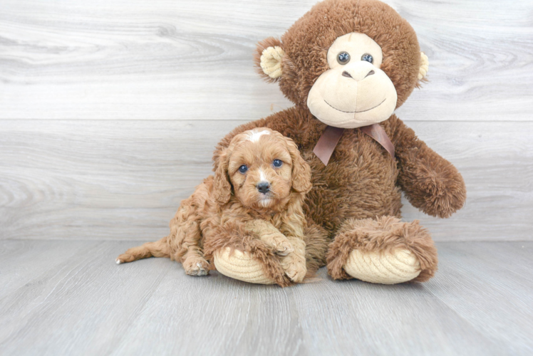 Playful Cavoodle Poodle Mix Puppy