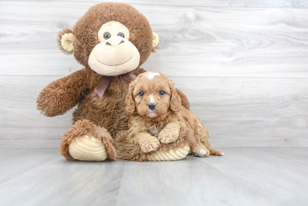 Best Cavapoo Baby