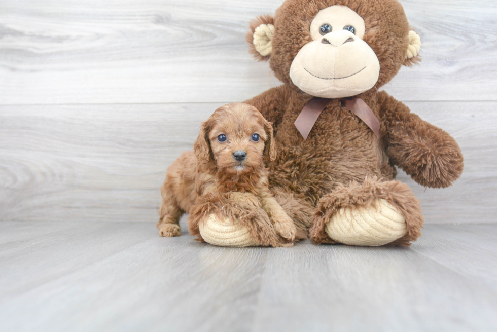 Best Cavapoo Baby