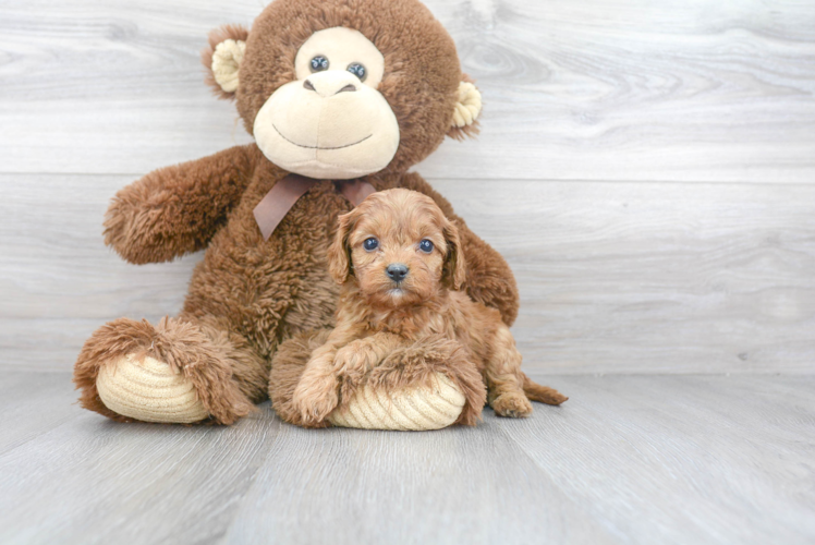 Playful Cavoodle Poodle Mix Puppy