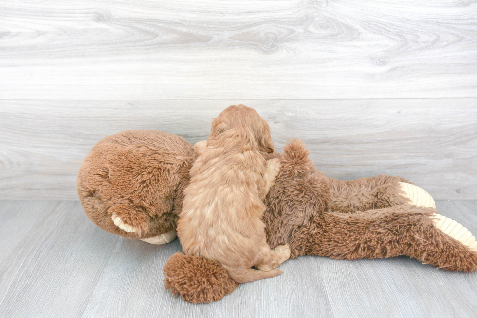 Cavapoo Pup Being Cute