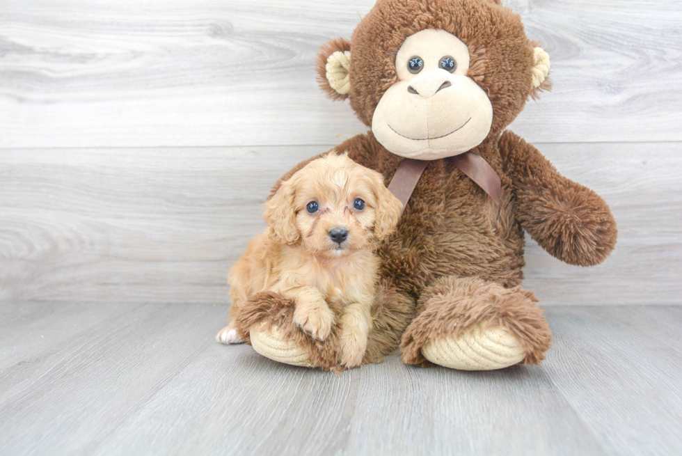 Cavapoo Pup Being Cute