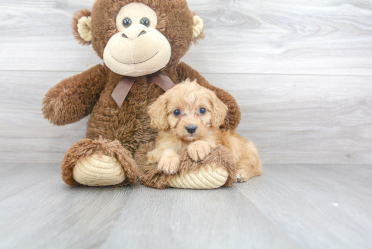 Hypoallergenic Cavoodle Poodle Mix Puppy