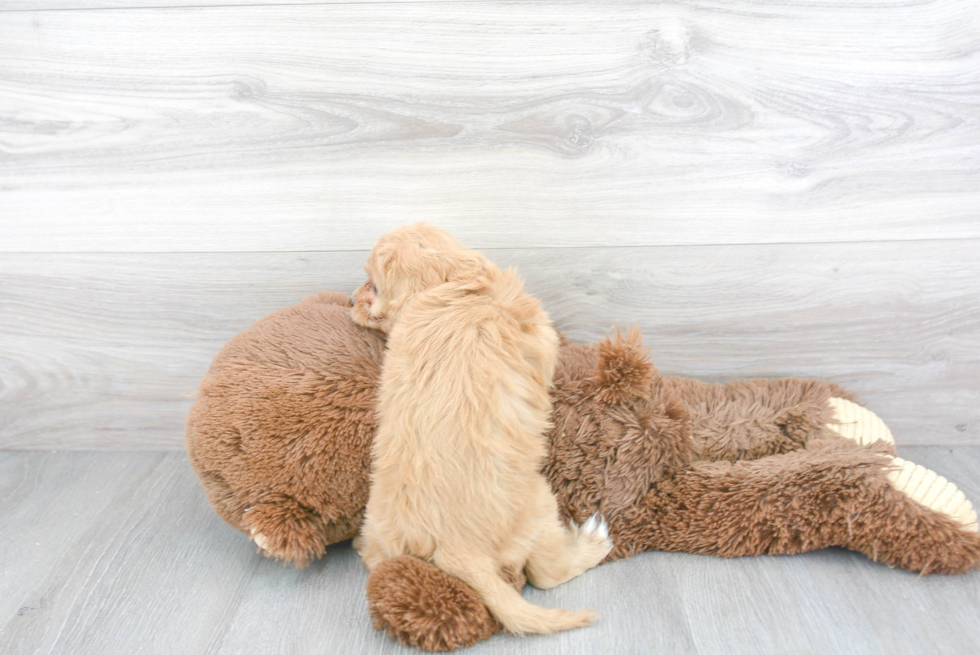 Cavapoo Pup Being Cute