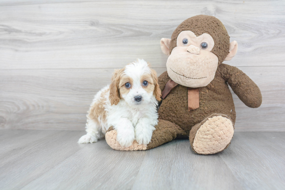 Cavapoo Pup Being Cute