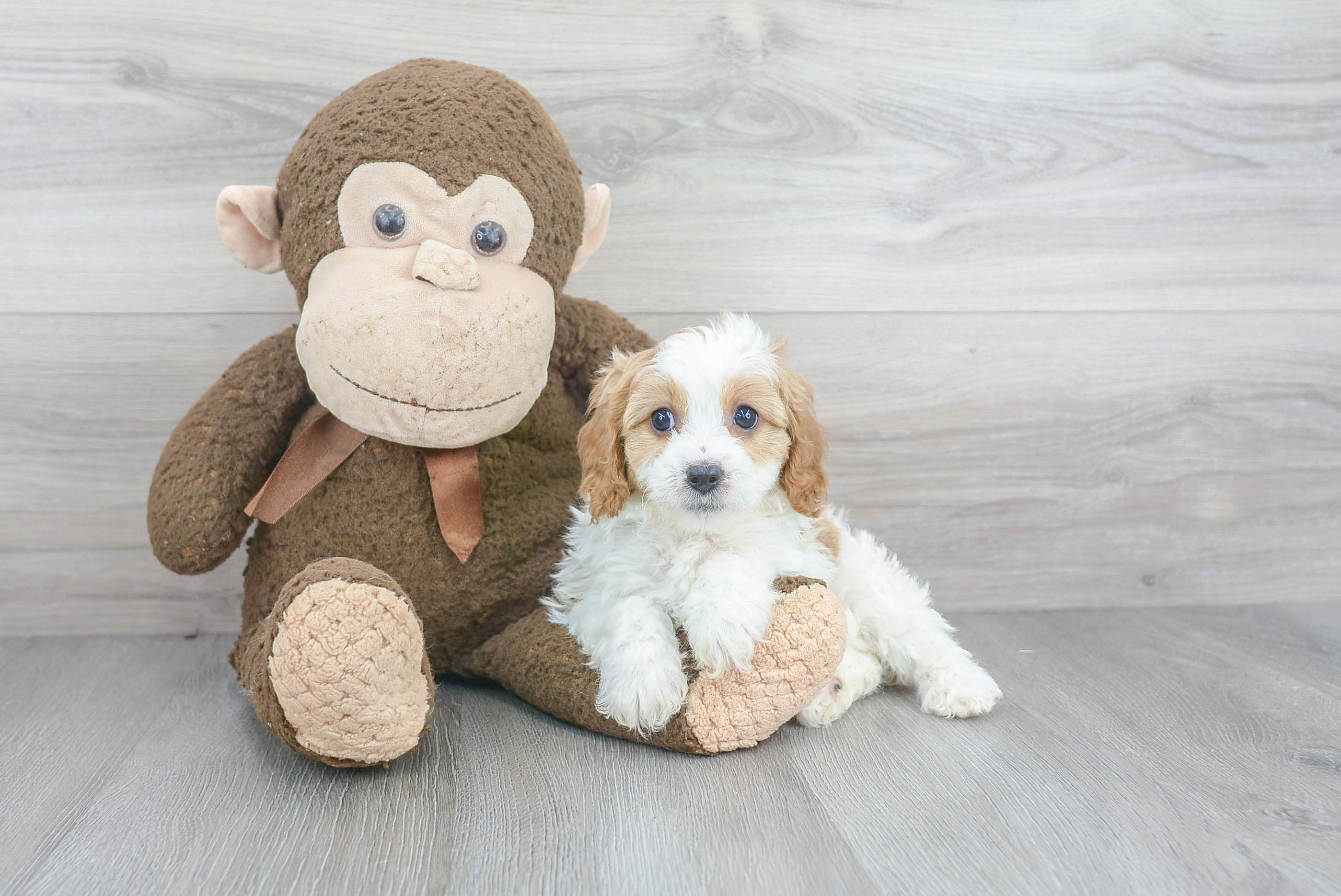 Cavapoo Pup Being Cute