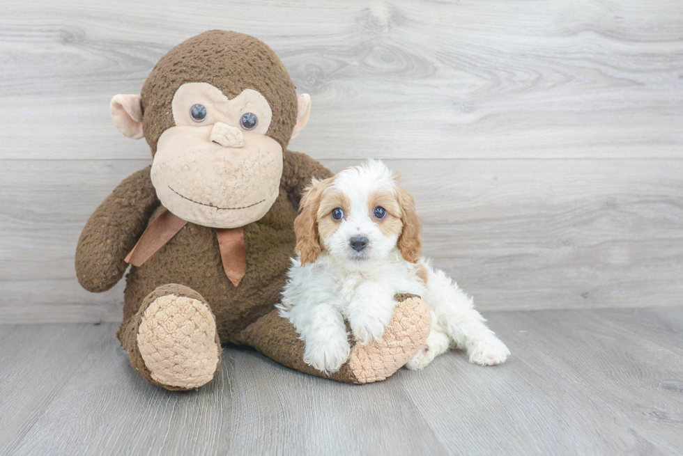 Cavapoo Pup Being Cute