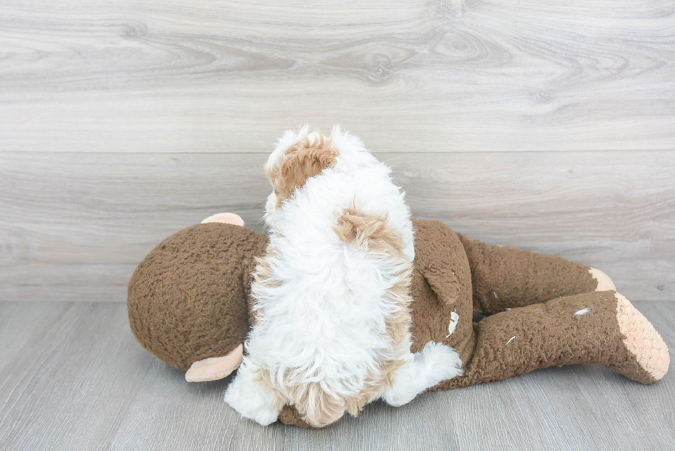 Friendly Cavapoo Baby