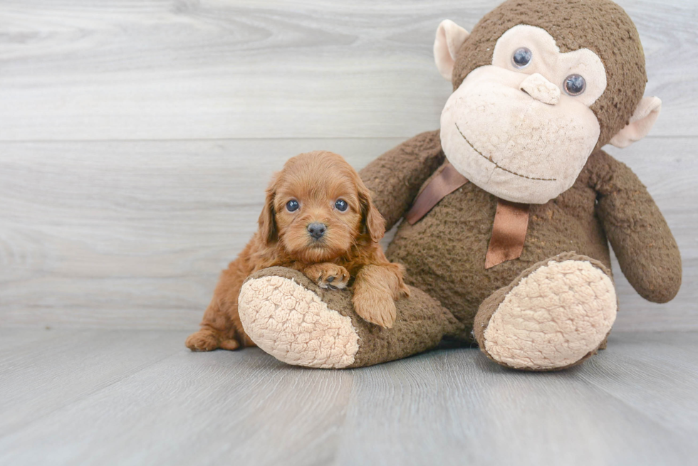 Cavapoo Pup Being Cute