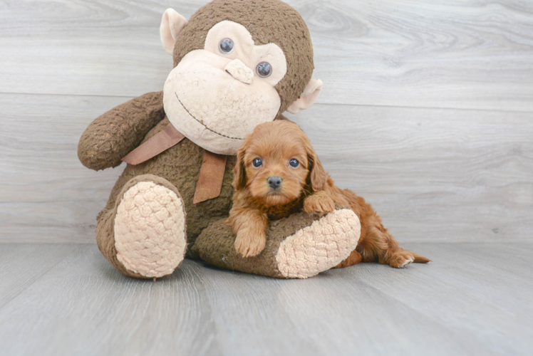 Cavapoo Puppy for Adoption