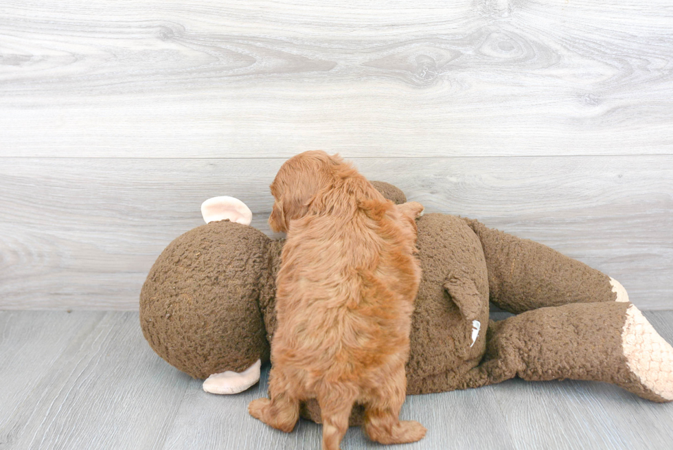 Playful Cavoodle Poodle Mix Puppy