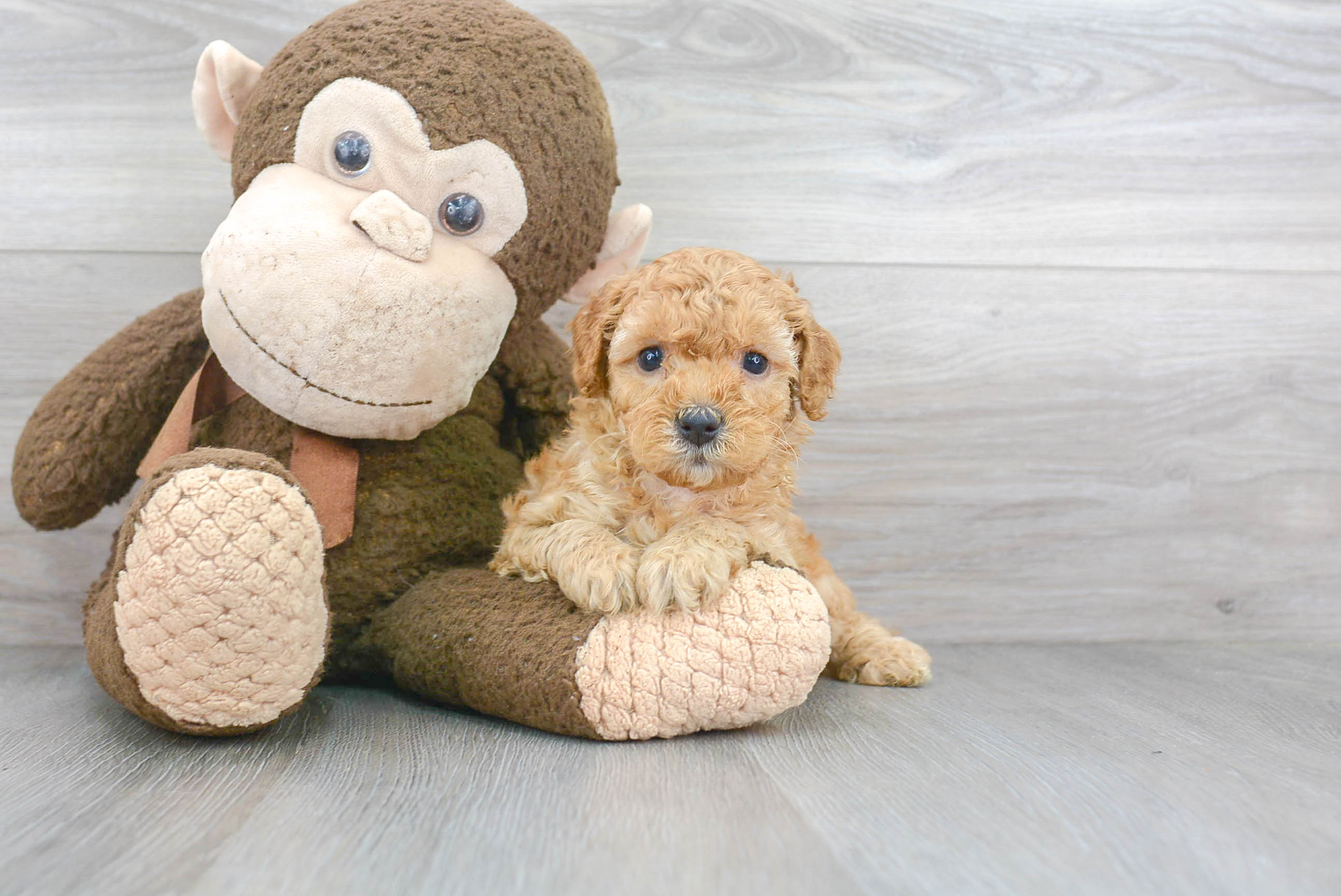 Cavapoo Pup Being Cute