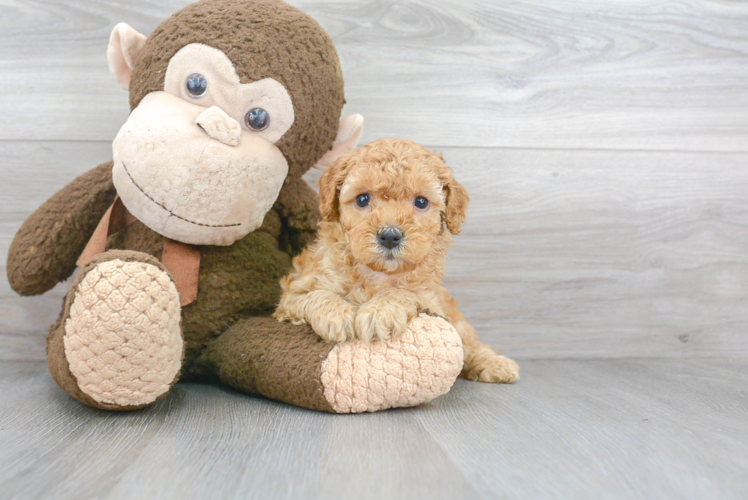 Cavapoo Pup Being Cute