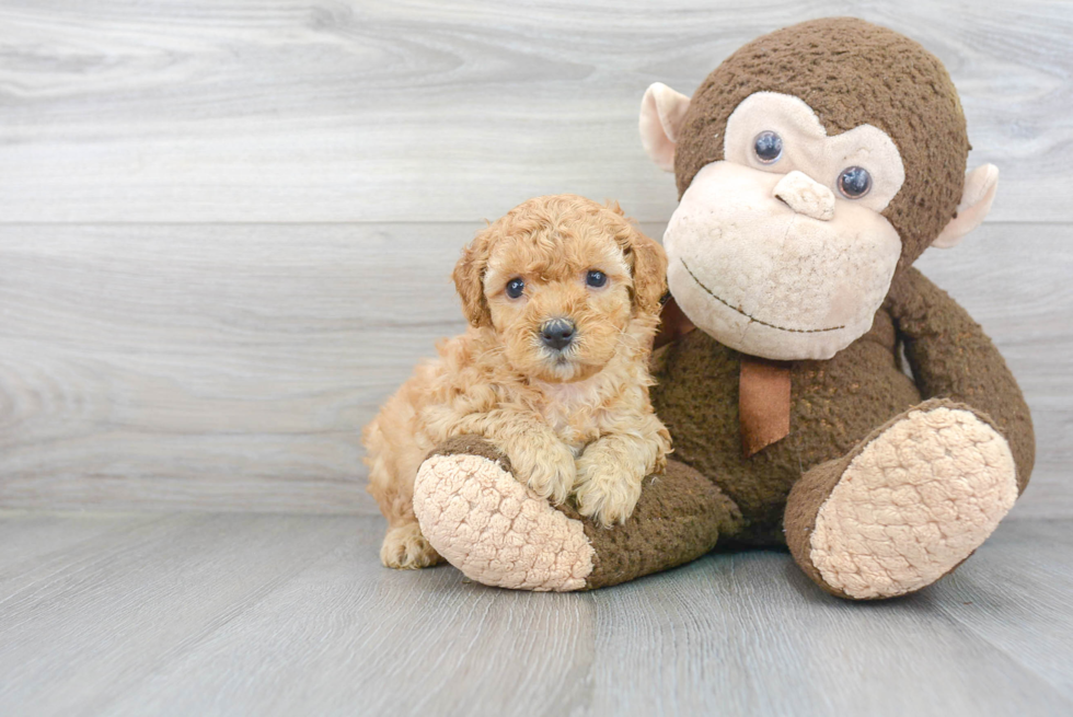 Best Cavapoo Baby