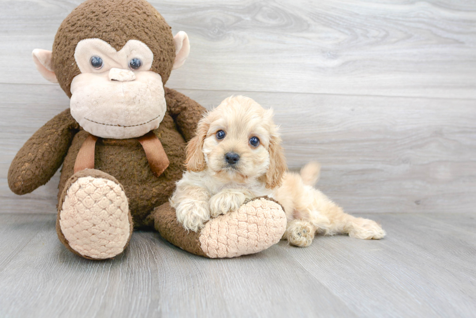 Smart Cavapoo Poodle Mix Pup