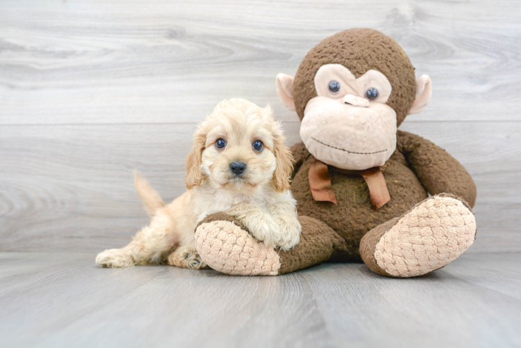 Happy Cavapoo Baby