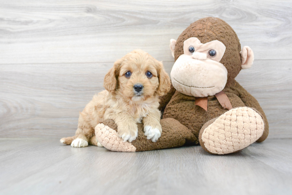 Best Cavapoo Baby