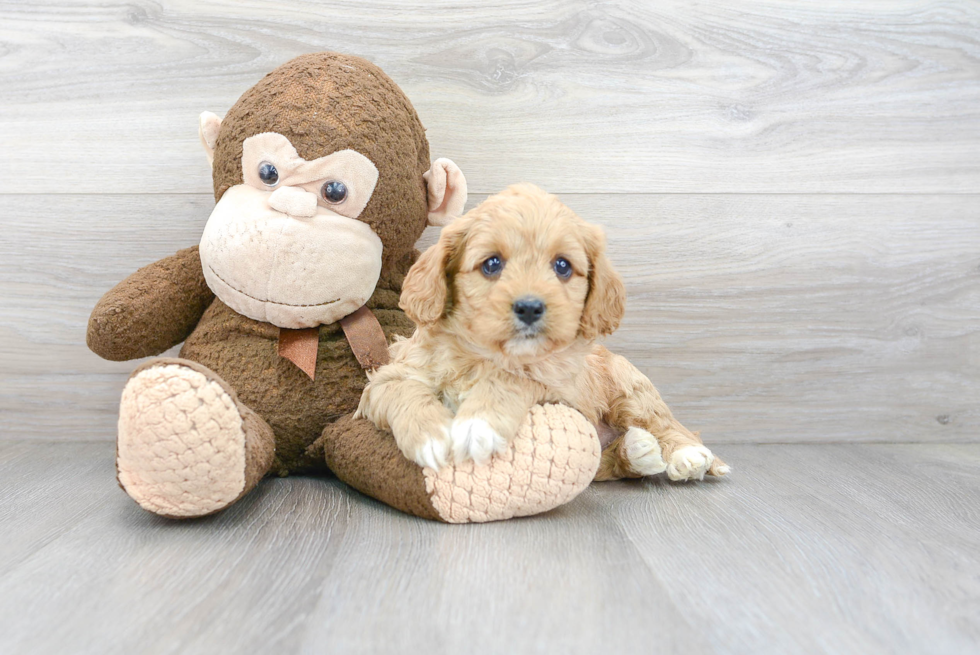 Friendly Cavapoo Baby