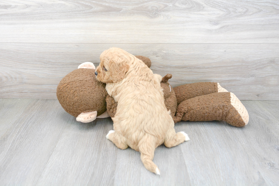 Little Cavoodle Poodle Mix Puppy