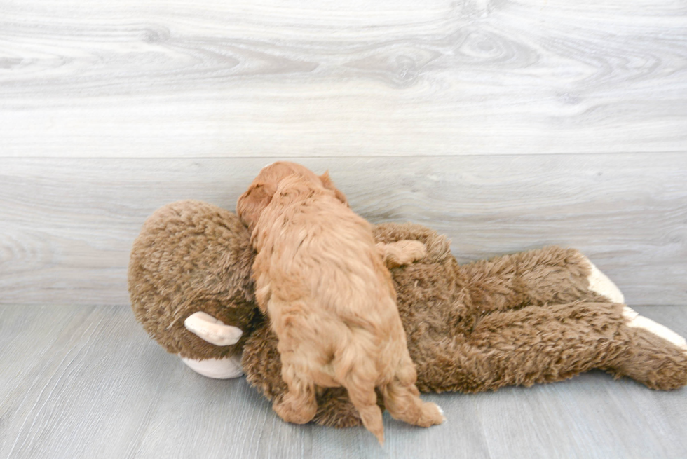 Cavapoo Pup Being Cute