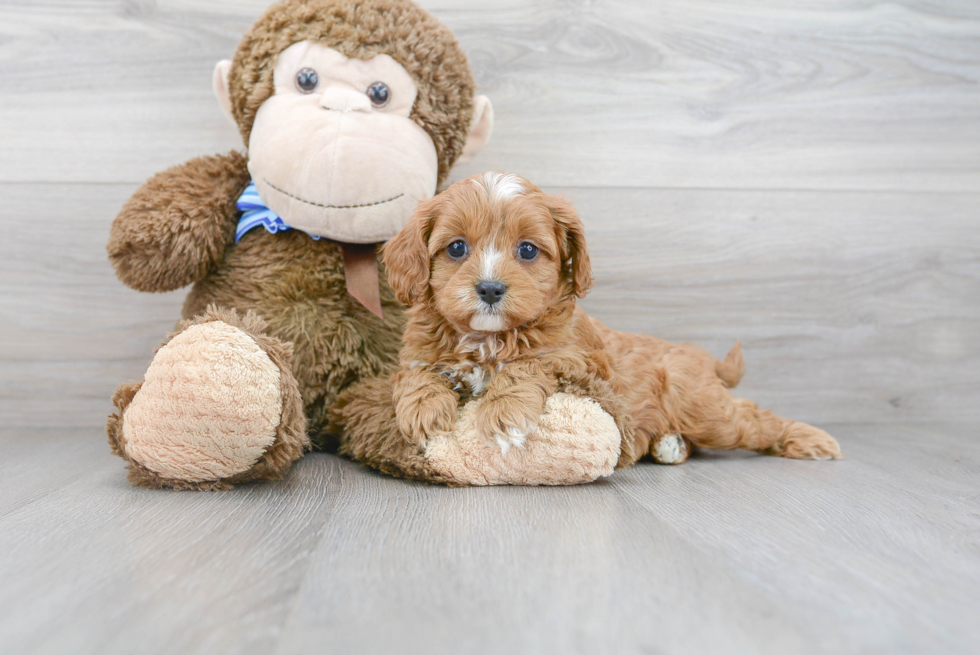 Funny Cavapoo Poodle Mix Pup