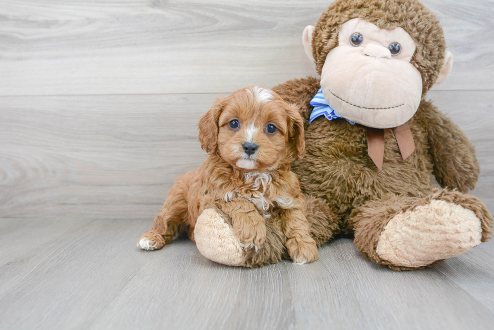 Cavapoo Puppy for Adoption