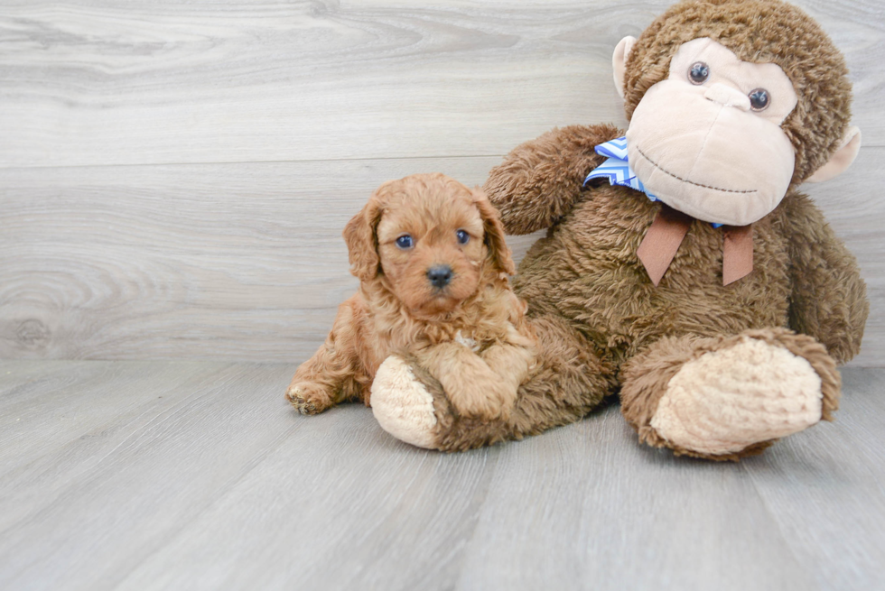 Best Cavapoo Baby