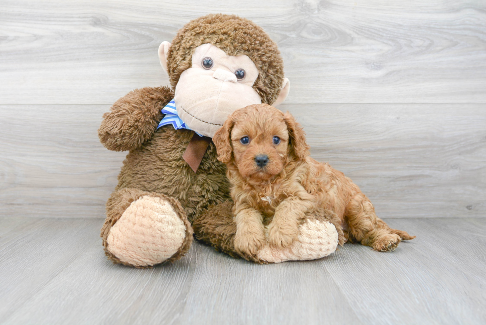 Cavapoo Pup Being Cute