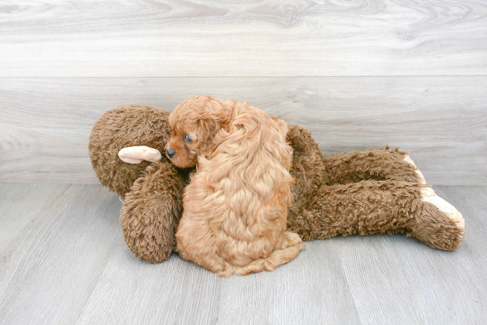 Cute Cavapoo Baby