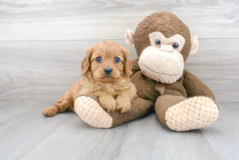 Best Cavapoo Baby