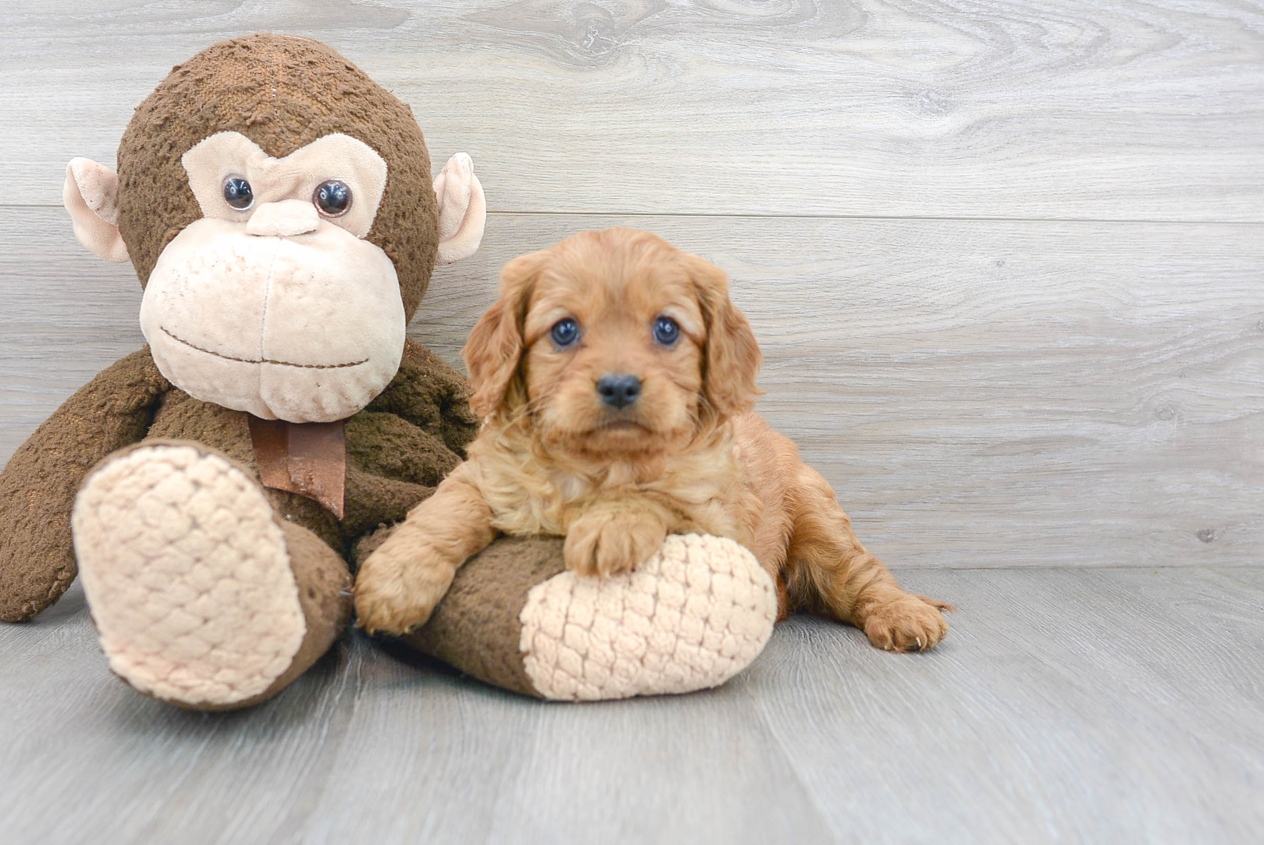 Friendly Cavapoo Baby