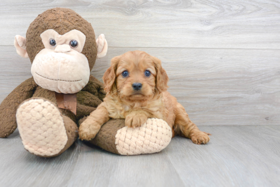 Friendly Cavapoo Baby