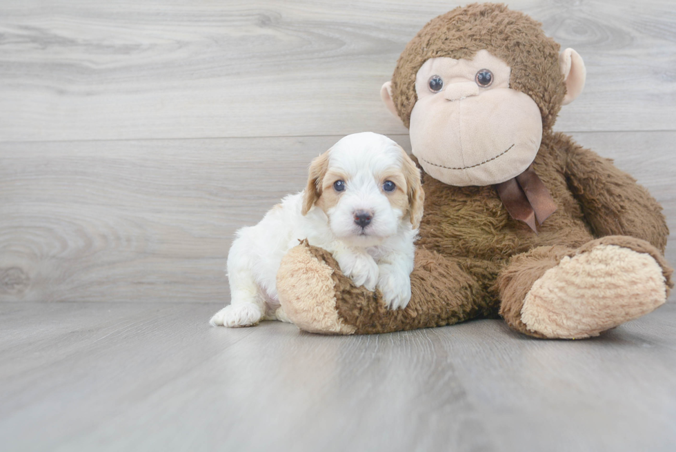 Happy Cavapoo Baby