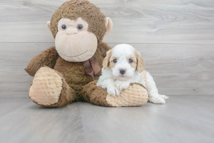 Best Cavapoo Baby