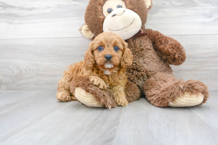 Cavapoo Pup Being Cute