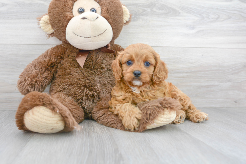 Cavapoo Pup Being Cute