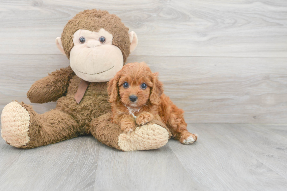 Popular Cavapoo Poodle Mix Pup