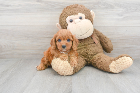 Best Cavapoo Baby