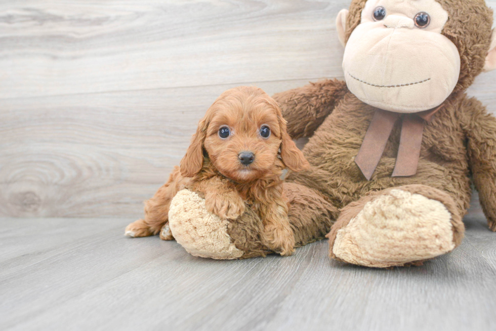 Cute Cavapoo Baby