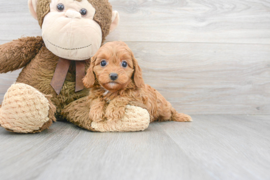 Happy Cavapoo Baby