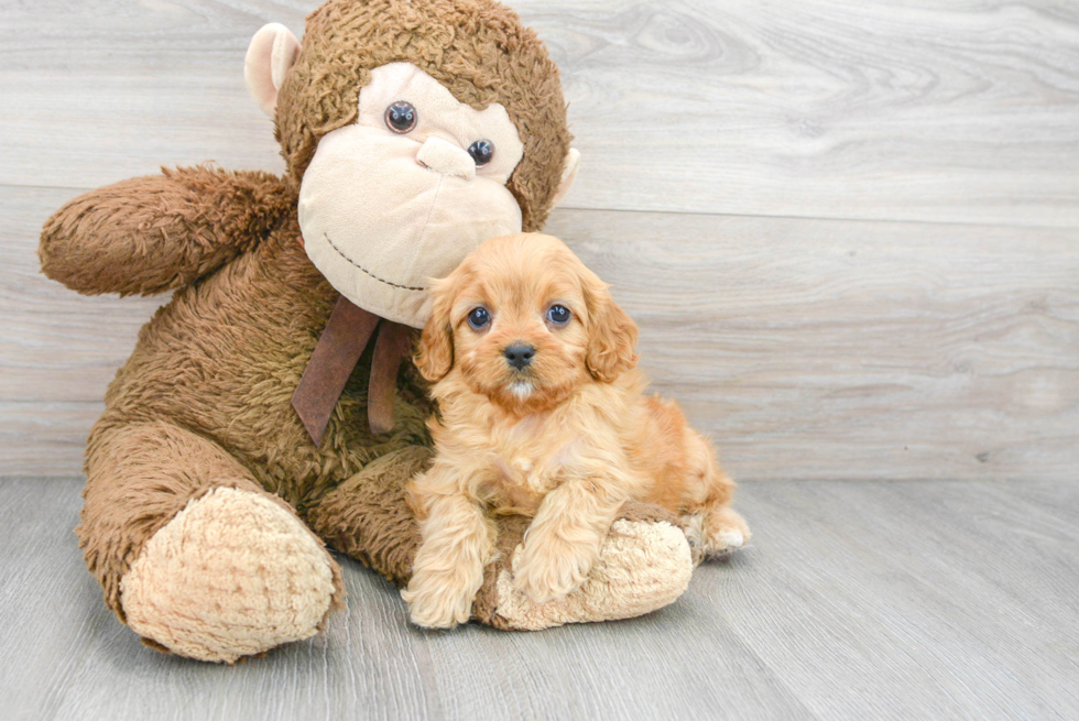 Best Cavapoo Baby