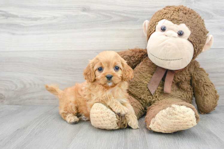 Small Cavapoo Baby