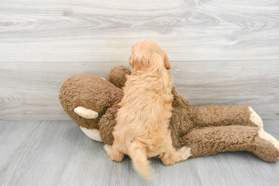 Best Cavapoo Baby