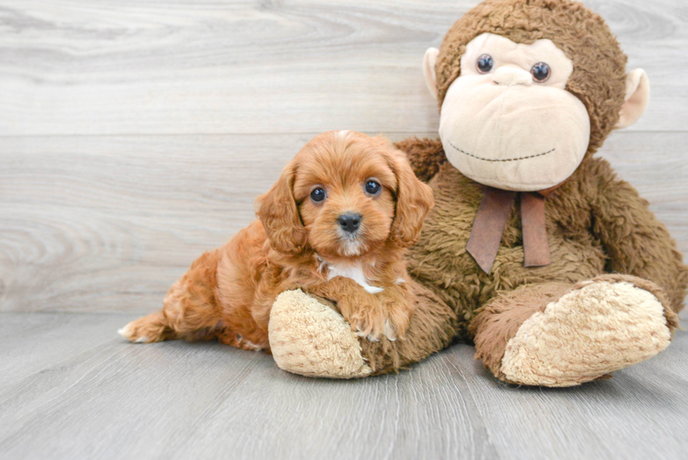 Funny Cavapoo Poodle Mix Pup