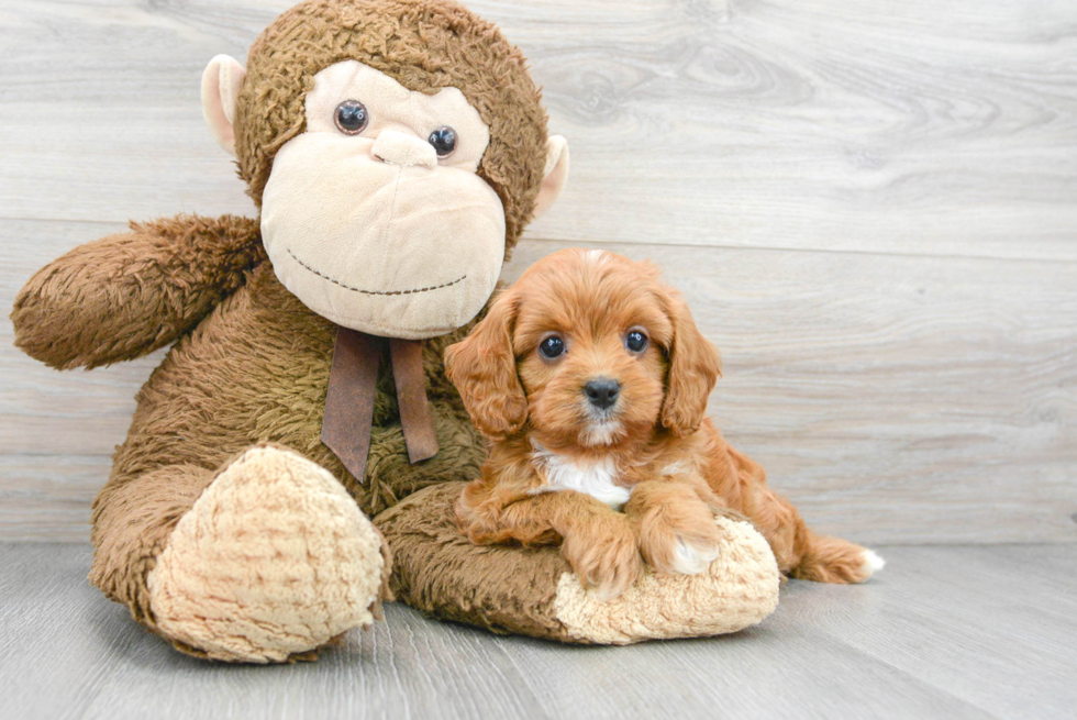 Little Cavoodle Poodle Mix Puppy