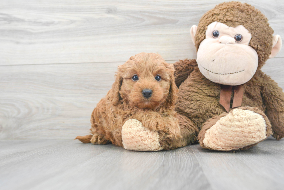 Best Cavapoo Baby