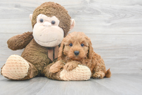 Cavapoo Pup Being Cute